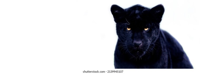 1,313 Angry jaguar Stock Photos, Images & Photography | Shutterstock