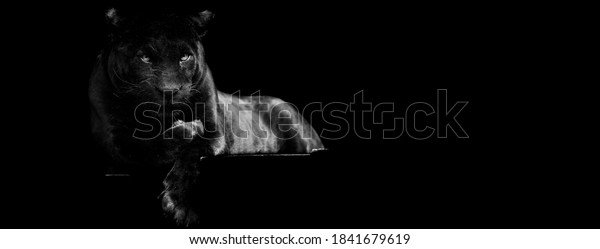 Template of
Black panther with a black
background