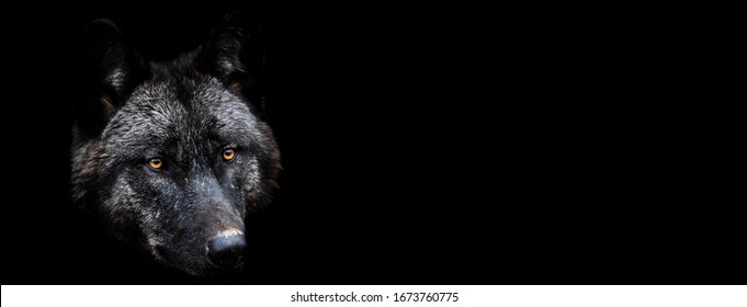 252 Wolf template Stock Photos, Images & Photography | Shutterstock