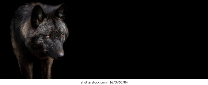 Template of black wolf with a black background