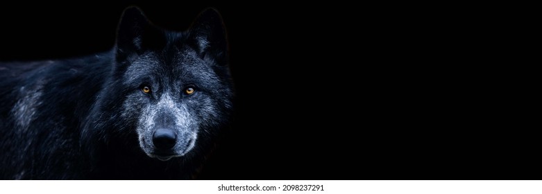 Template Black Wolf Black Background Stock Photo 2098237291 | Shutterstock