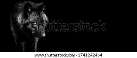 Template of black wolf in B&W with black background