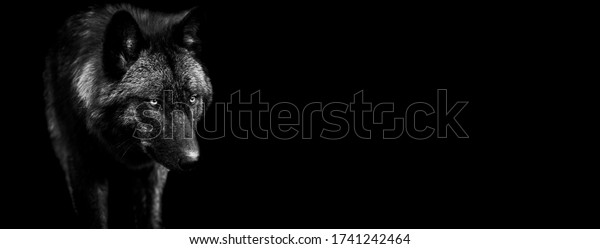 Template\
of black wolf in B&W with black\
background