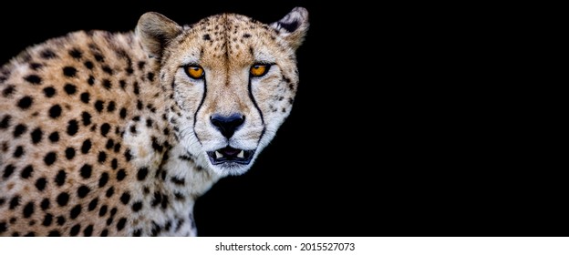 Template Of A Cheetah With A Black Background