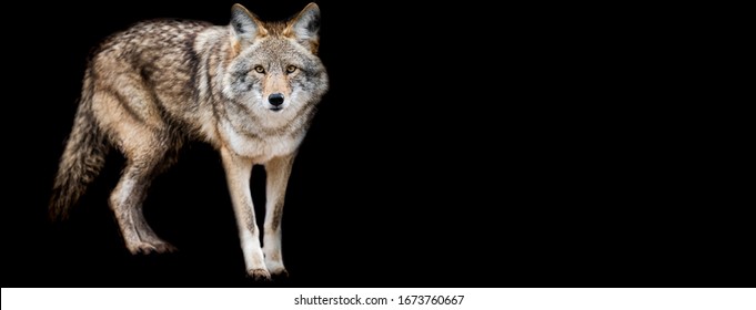 21 Wolf Pack Cartoon Stock Photos, Images & Photography | Shutterstock