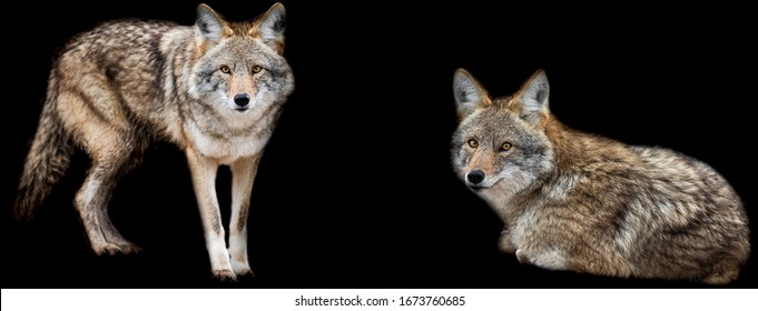 Template of Coyote with a black background - Powered by Shutterstock