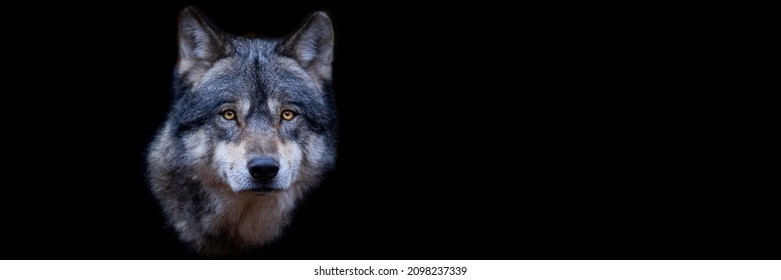 252 Wolf template Stock Photos, Images & Photography | Shutterstock