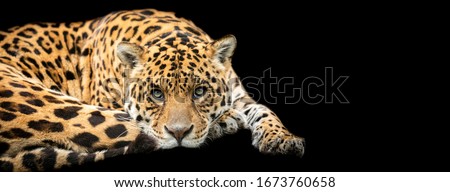Template of Jaguar with a black background