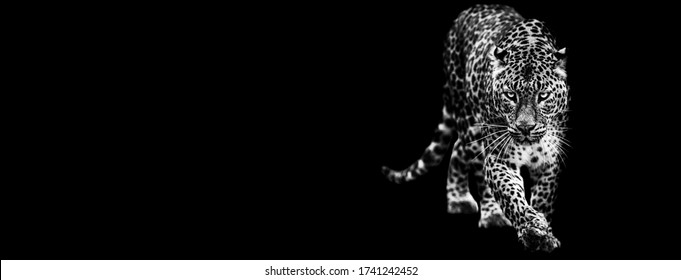 Black Jaguar Tattoo Stock Photos Images Photography Shutterstock