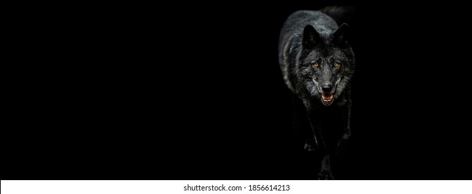 Template of Portrait of black wolf with a black background