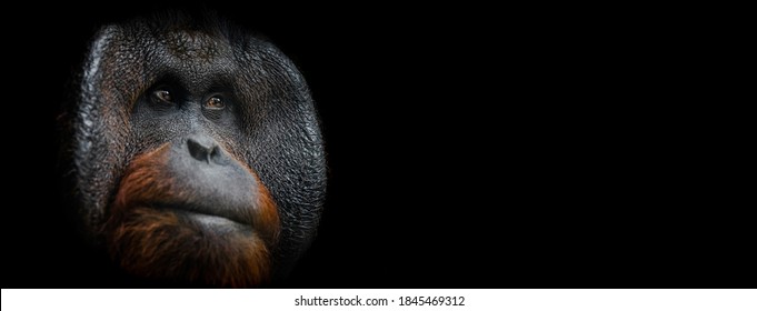 Template Of Portrait Of Orang Utan With A Black Background