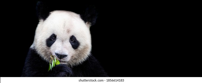 Panda On Black Background Images Stock Photos Vectors Shutterstock