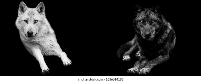 Template of Portrait of white wolf  and black wolf with a black background