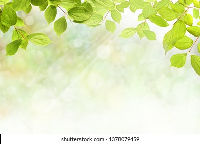 Summer Branch Fresh Green Leaves Stock Vector (Royalty Free) 117693571