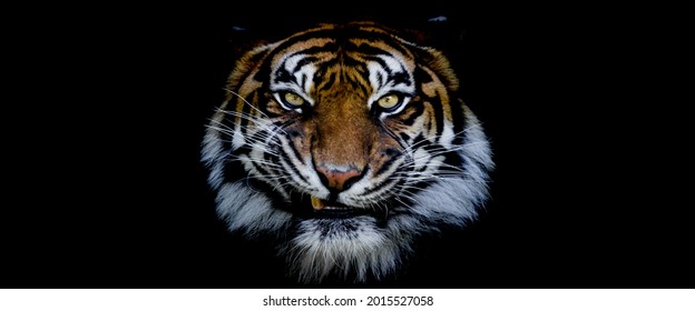 Template of a tiger with a black background - Shutterstock ID 2015527058