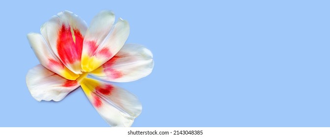template with tulips petals on blue background. the texture of the petals of a tulip isolated background. tulips in shape of flower. wide banner from white red color petals. spring concept
