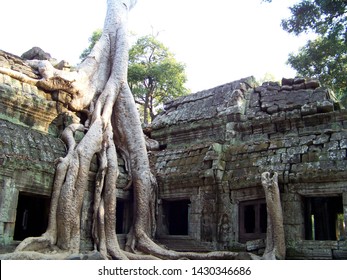 Temple In Ankor Wat Tree Strangler Fig