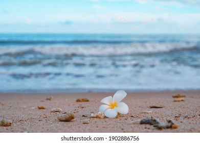 プルメリア 海 の画像 写真素材 ベクター画像 Shutterstock
