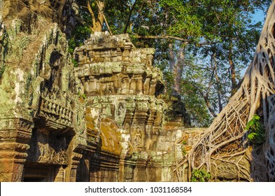Temple Ta Prohm. Tree growing out of the ruins. Strangler fig (Ficus gibbosa), with endless thin, smooth and gray roots. Place of shooting 