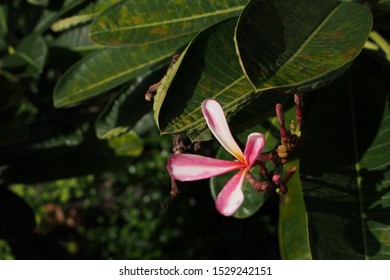 Temple Tree Flowers, Apocynaceae Frangipani Or Plumeria 