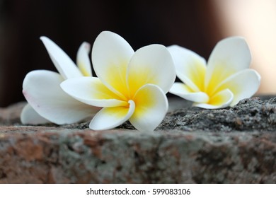 Templetree On Stone Background 