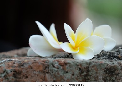 Templetree On Stone Background 