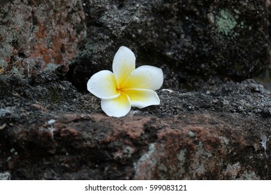 Templetree On Stone Background 