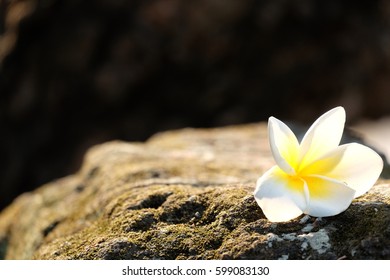 Templetree On Stone Background 