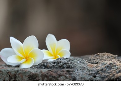 Templetree On Stone Background 