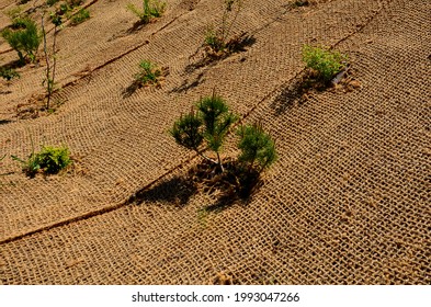 Temporary Covering Of The Lawn Sowing With Textiles To Ensure A Large Slope Against Erosion. Using Brown Jute Fabric Stabilizing Coconut Net For Steep Slopes. In Heavy Rain The Soil Does Not Leach Out