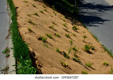 Temporary Covering Of The Lawn Sowing With Textiles To Ensure A Large Slope Against Erosion. Using Brown Jute Fabric Stabilizing Coconut Net For Steep Slopes. In Heavy Rain The Soil Does Not Leach Out