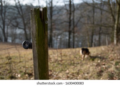 Temporary Electric Fencing - Electric Farm Fence, Farm, Farm Boundary, Cow Pasture In The Countryside