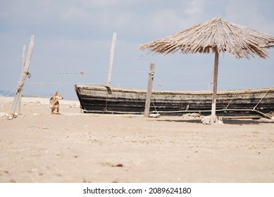 Temporary Refuge For Fishermen On A Sand Spit