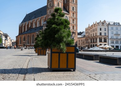 Temporary trees in pots on Rynek Główny in Krakow, Poland. Plants marking target places for planting new trees as part of the Let's plant trees on Kraków Main Square Market project in Cracow.
