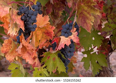 Tempranillo Grapes In A Fall Vine, La Horra, Burgos, Spain. 