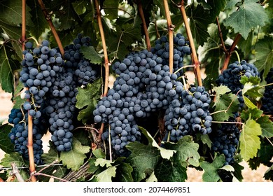 Tempranillo Grapes With Green Leaves