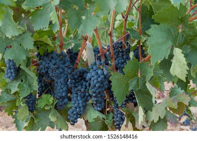 Tempranillo Grapes From Ribera Del Duero, Burgos, Spain. 