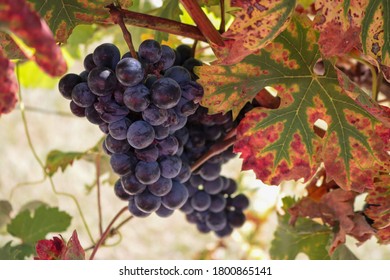 Tempranillo Grapes Ripening With Fall Color Leaves