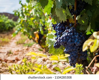 Tempranillo Grapes Ripening In A Vineyard In, La Rioja, Spain.