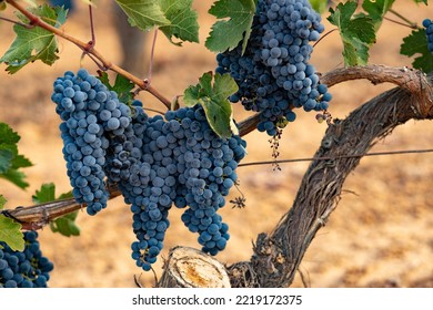 Tempranillo Grapes In The Vine