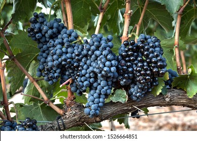 Tempranillo Red Grapes In Ribera Del Duero, Burgos, Spain