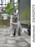 A ten month old gray Angora cat sits in the front yard of the house in the morning