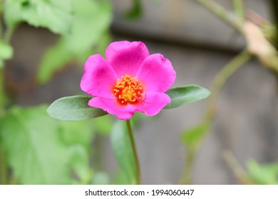 Ten O Clock Flower Hd Stock Images Shutterstock