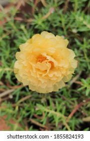 Ten Oclock Flower And Leafs