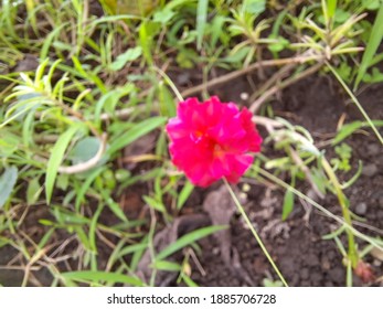 Ten O Clock Flower Hd Stock Images Shutterstock Ten O Clock Flower Hd Stock Images Shutterstock
