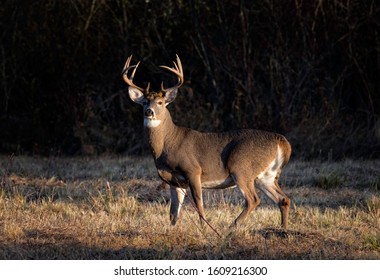 Ten point whitetail deer buck looking in a field. - Shutterstock ID 1609216300