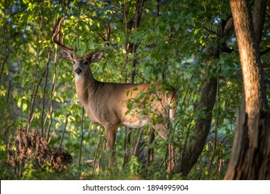 Ten Point Whitetail Deer Buck In A Forest.