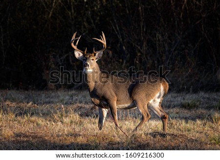 Ten point whitetail deer buck looking in a field.