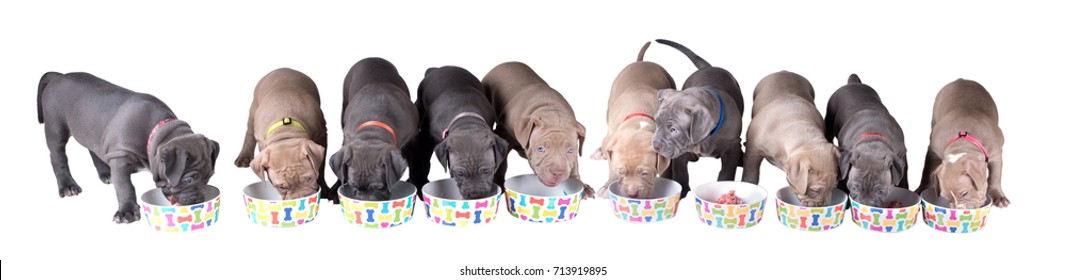 Ten Puppies Of The American Pit Bull Terrier, Abbreviated As Pitbull Eat From Bowls. Isolated On White Background