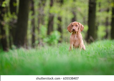 Ten Week Old Puppy Of Vizsla Dog In The Forrest In Spring Time